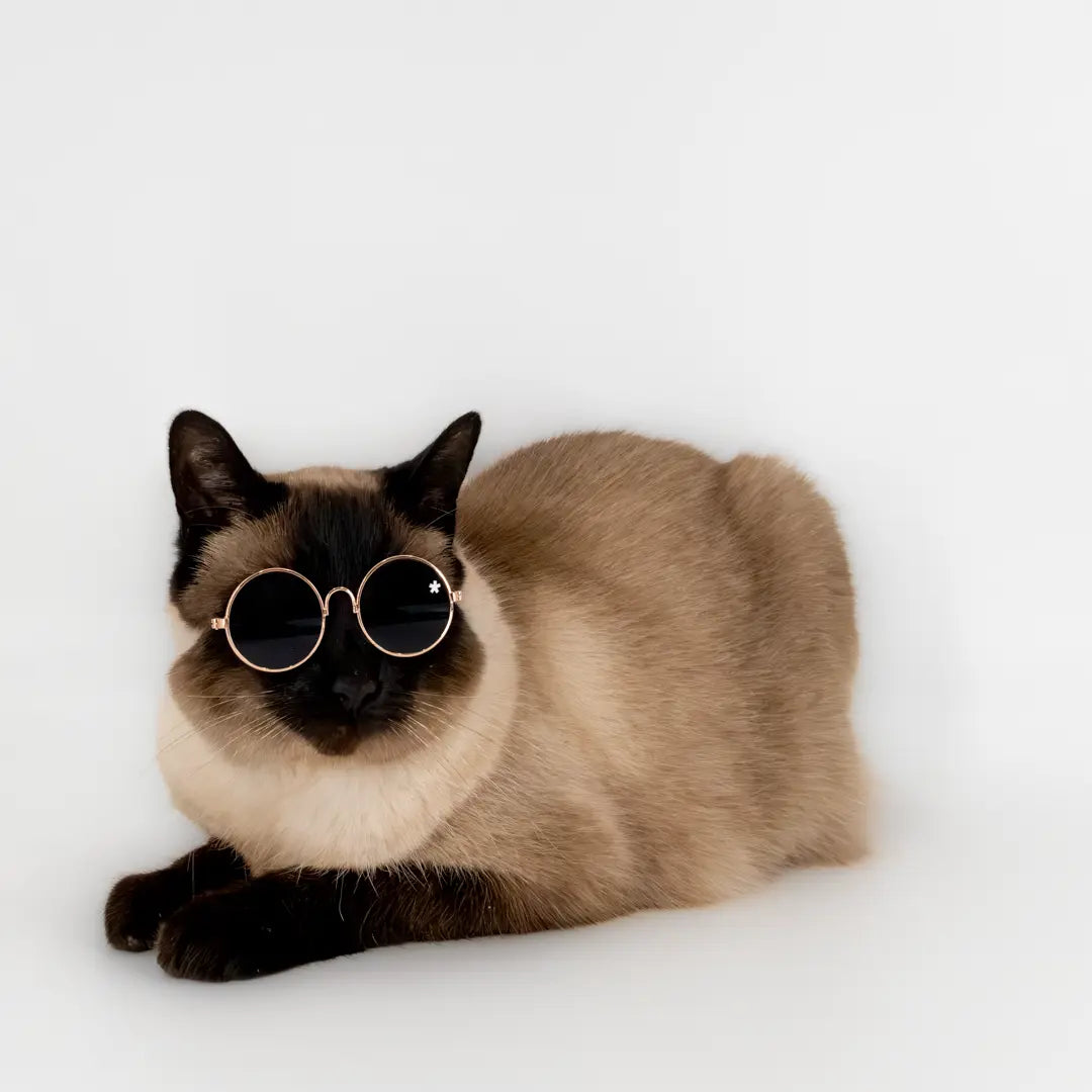 Pet Specs - Pet Sunglasses