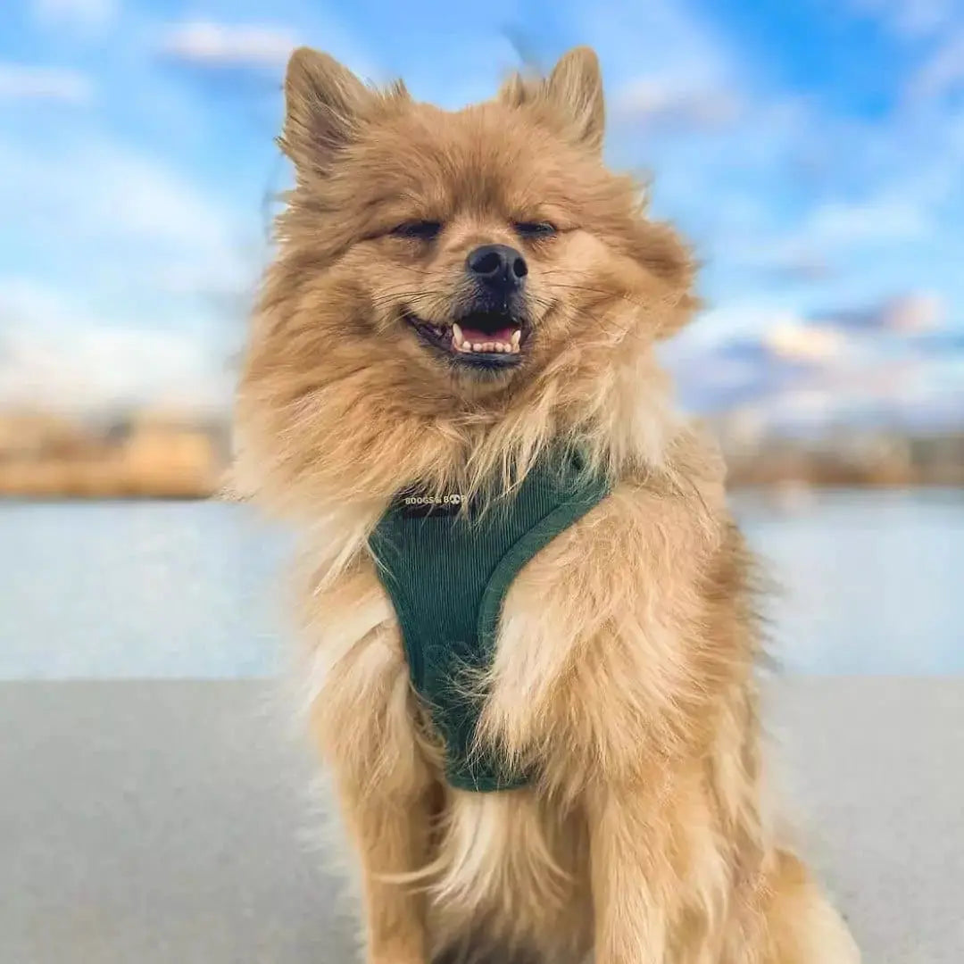 Moss Adjustable Corduroy Dog Harness