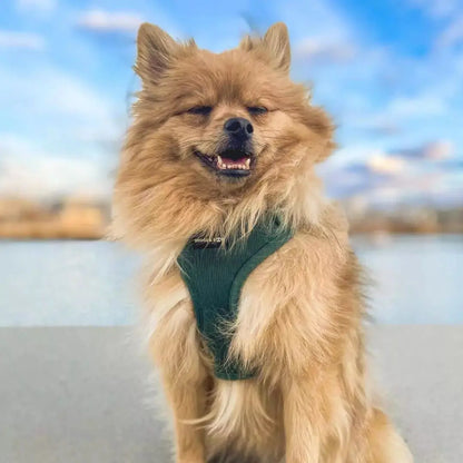 Moss Adjustable Corduroy Dog Harness