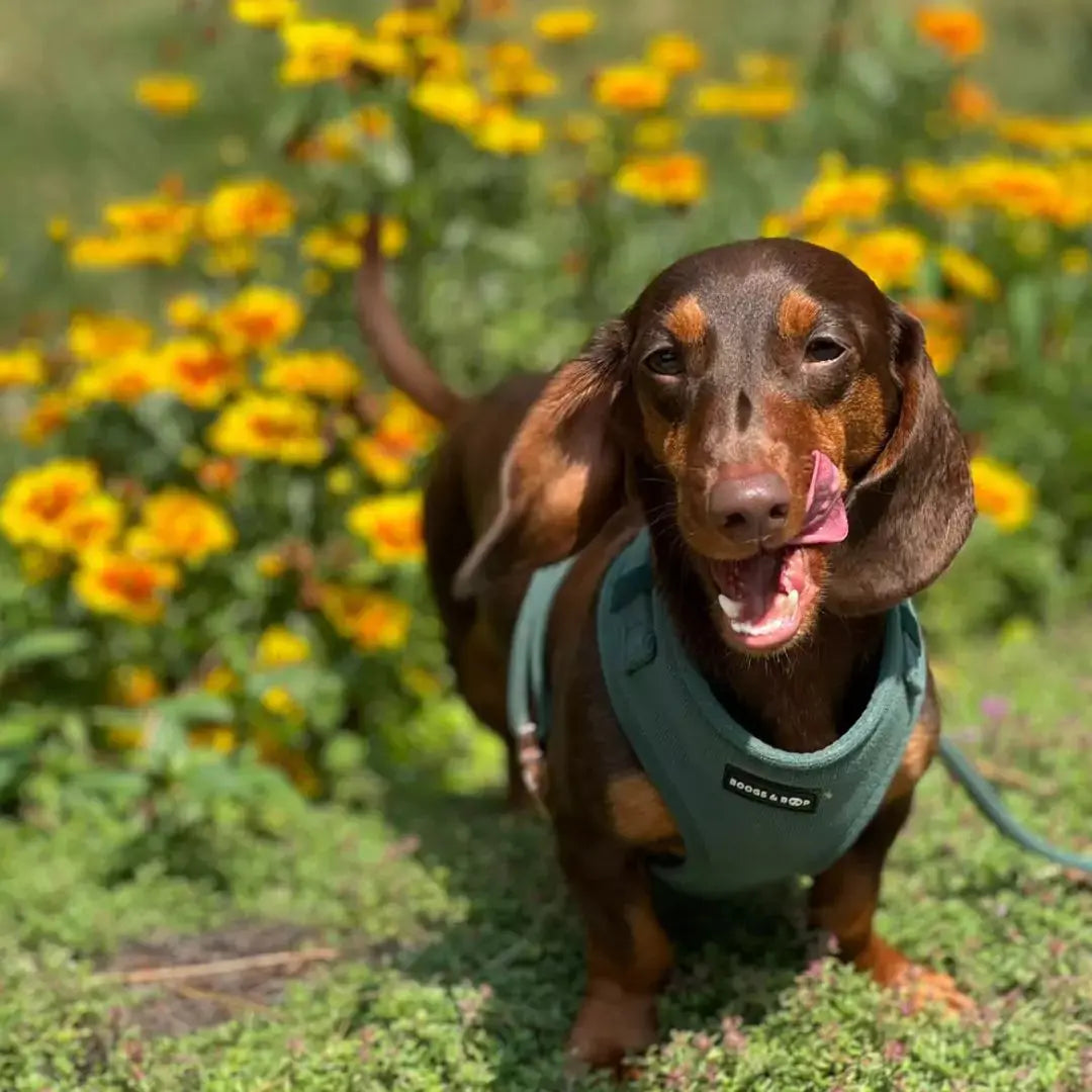 Moss Adjustable Corduroy Dog Harness